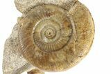 Jurassic Ammonite With Gastropod & Belemnite Fossil - France #244479-1